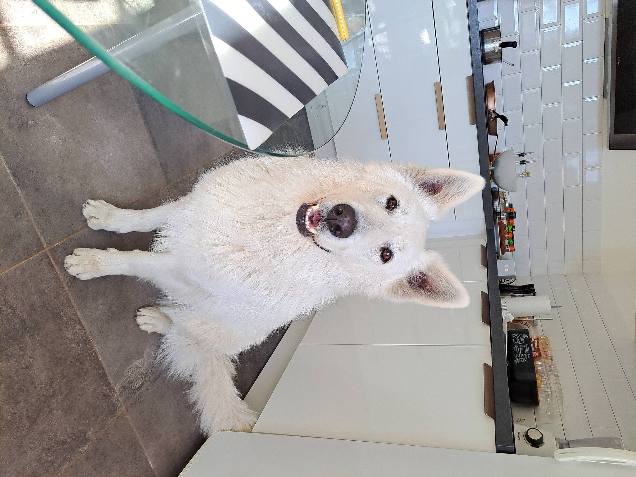 Tyga participe au concours pour gagner de l'argent avec cette photo : american_eskimo_dog, carnivore, collar, companion_dog, dog, dog_breed, door, flooring, fur, japanese_spitz, metal, rim, samoyed, spitz, sporting_group, sports_equipment, volpino_italiano, wheel, whiskers, wood