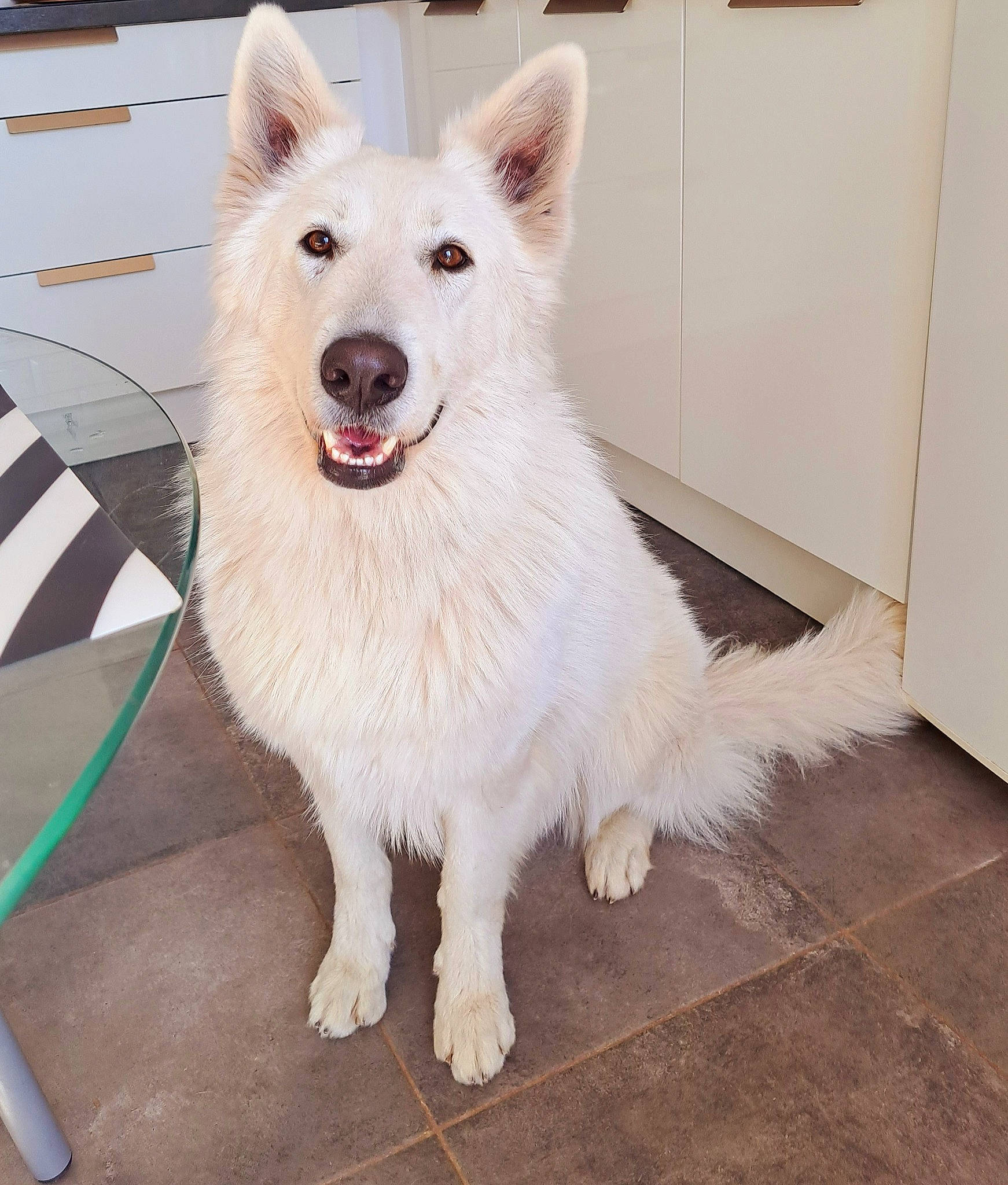 Tyga participe au concours pour gagner de l'argent avec cette photo : ancient_dog_breeds, canidae, carnivore, collar, companion_dog, dog, dog_breed, door, fang, flooring, fur, giant_dog_breed, non_sporting_group, snout, sporting_group, whiskers, working_dog