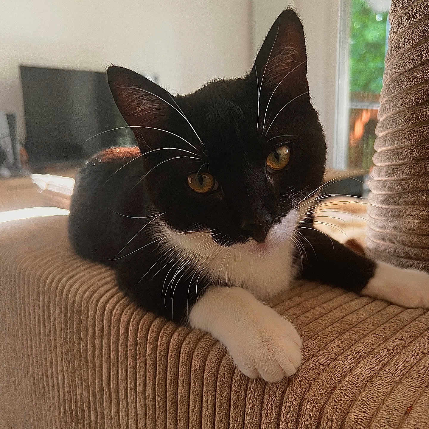 Mowgli