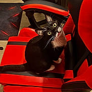 Mowgli a rejoint le concours — aidez-le/la à gagner de superbes lots ! cat, tuxedo_cat, pet, indoor, gaming_chair, red_chair, black_chair, furniture, wood_floor, whiskers, curious, looking_up, sitting, animal, domestic_cat, eye_contact, fur, paw, tail, chair_seat