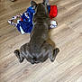 Dt Rider is registered to the contest to win money with this photo: dog, floor, wooden_floor, towel, shoes, indoor, pet, animal, brown, back_view, splayed_legs, resting, cozy, casual, domestic, companion, relaxed, canine, laying_down, household