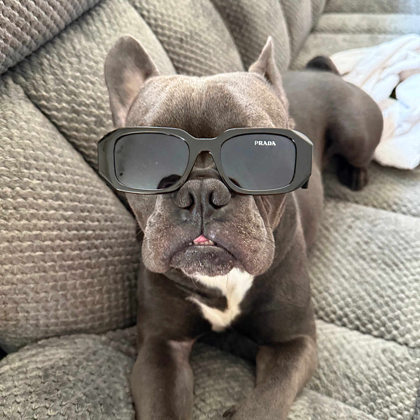 Dt Rider joined the competition — help win amazing prizes! accessory, animal, canine, closeup, couch, cute, dog, fashion, funny, gray, indoor, lounge, pet, portrait, prada, relaxed, stylish, sunglasses, texture, tongue