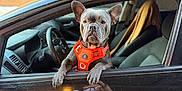 Dt Rider is registered to the contest to win money with this photo: dog, car, orange_harness, window, reflection, person, floral_dress, black_car, side_view, parking, seat, steering_wheel, outdoor, pet, animal, leash, concrete, garage_door, shadow, ears_up