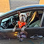 dog, car, orange_harness, window, reflection, person, floral_dress, black_car, side_view, parking, seat, steering_wheel, outdoor, pet, animal, leash, concrete, garage_door, shadow, ears_up