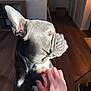 Dt Rider is registered to the contest to win money with this photo: dog, french_bulldog, pet, animal, side_profile, sunlight, hand, indoor, floor, wooden_floor, shadow, ear, fur, snout, close_up, domestic, comfort, warm_light, human, scratching