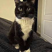 Arya is registered to the contest to win money with this photo: cat, tuxedo_cat, pet, indoor, black_and_white, animal, whiskers, fur, curious, sitting, blanket, door, wall, eyes, cute, feline, domestic_cat, portrait, household, cozy