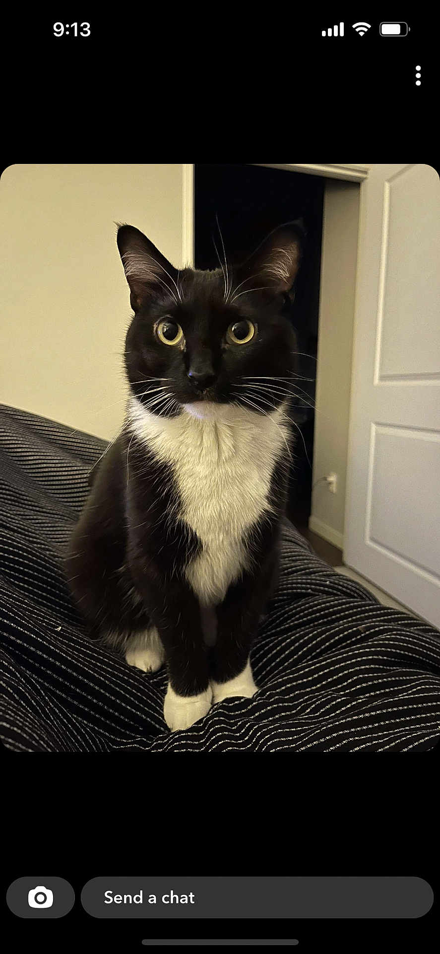 Arya is registered to the contest to win money with this photo: cat, tuxedo_cat, pet, indoor, black_and_white, animal, whiskers, fur, curious, sitting, blanket, door, wall, eyes, cute, feline, domestic_cat, portrait, household, cozy