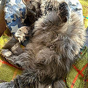 Esabella joined the competition — help win amazing prizes! animal, blanket, cat, comfort, cozy, cushion, cute, domestic, feline, fluffy, fur, gray, indoor, paw, pet, relaxed, resting, sleepy, soft, sunlight