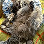 animal, blanket, cat, comfort, cozy, cushion, cute, domestic, feline, fluffy, fur, gray, indoor, paw, pet, relaxed, resting, sleepy, soft, sunlight