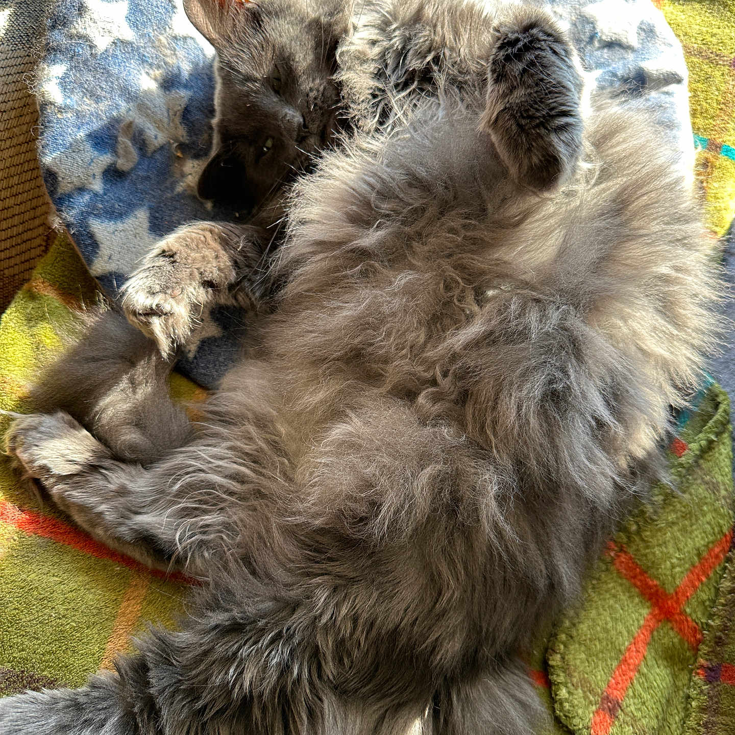 Esabella joined the competition — help win amazing prizes! animal, blanket, cat, comfort, cozy, cushion, cute, domestic, feline, fluffy, fur, gray, indoor, paw, pet, relaxed, resting, sleepy, soft, sunlight