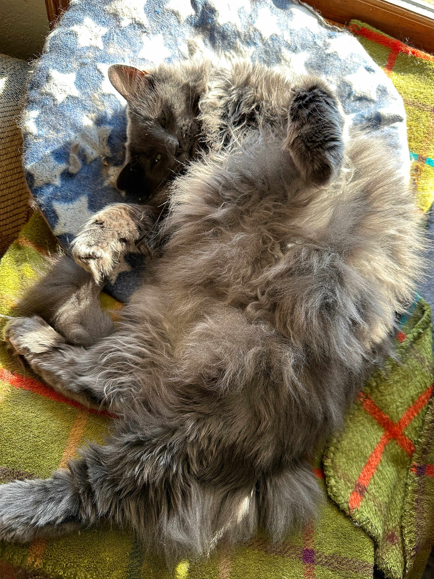 Esabella joined the competition — help win amazing prizes! animal, blanket, cat, comfort, cozy, cushion, cute, domestic, feline, fluffy, fur, gray, indoor, paw, pet, relaxed, resting, sleepy, soft, sunlight