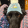 dog, black_dog, hat, knit_hat, pom_pom, snowman_design, pet, indoor, floor, wood_floor, patterned_fabric, floral_pattern, close_up, face, ears, animal, cute, looking_up, resting, cozy