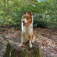 Sullie participe au concours pour gagner de l'argent avec cette photo : dog, leash, tree_stump, forest, leaves, outdoor, nature, canine, animal, moss, sunlight, trees, fur, tongue_out, alert, sitting, brown_and_white, daylight, woods, happy