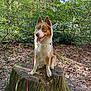dog, leash, tree_stump, forest, leaves, outdoor, nature, canine, animal, moss, sunlight, trees, fur, tongue_out, alert, sitting, brown_and_white, daylight, woods, happy