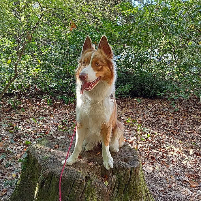 Sullie participe au concours pour gagner de l'argent avec cette photo : alert, animal, brown_and_white, canine, daylight, dog, forest, fur, happy, leash, leaves, moss, nature, outdoor, sitting, sunlight, tongue_out, tree_stump, trees, woods
