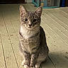 Jamie joined the competition — help win amazing prizes! cat, gray_tabby, white_paws, white_chest, wooden_floor, indoor, plastic_drawers, doorway, curious, sitting, pet, animal, feline, floorboards, looking, ears_up, young_cat, domestic_cat, quiet, home