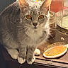 Jamie joined the competition — help win amazing prizes! cat, gray_cat, white_paws, orange_eyes, hairbrush, wooden_surface, indoor, pet, curious, feline, whiskers, ears, close_up, sitting, domestic_animal, household, cozy, furniture, animal_portrait, tabby