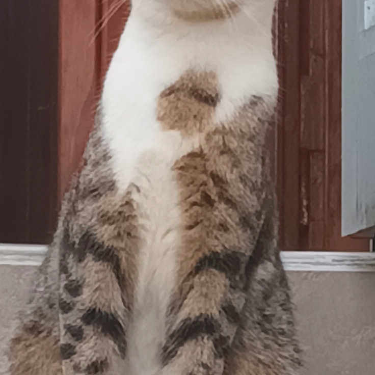 Locky participe au concours pour gagner de l'argent avec cette photo : abyssinian, angora, animal, brick, cat, door, egyptiancat, face, hardwood, head, kitten, manx, person, pet, photography, plant, portrait, sleeping, window, wood