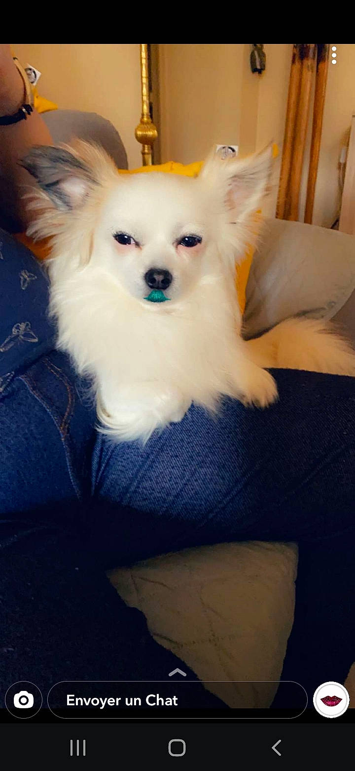 Blanco participe au concours pour gagner de l'argent avec cette photo : canidae, carnivore, comfort, companion_dog, corgi_chihuahua, dog, dog_breed, dog_supply, ear, eye, fawn, fur, head, non_sporting_group, snout, sporting_group, tail, toy_dog, whiskers, working_animal