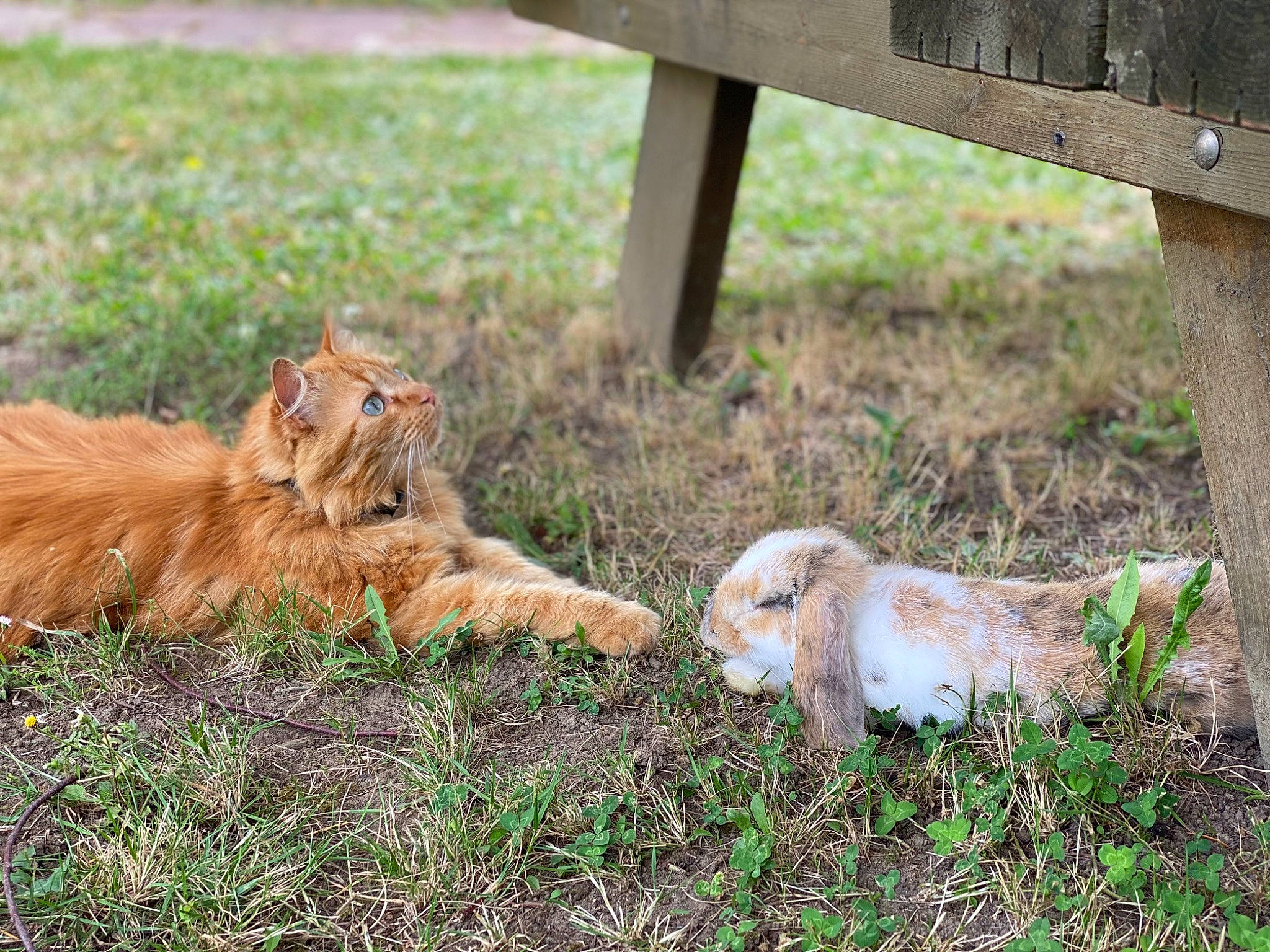 Titoune participe au concours pour gagner de l'argent avec cette photo : big_cats, carnivore, companion_dog, dog_breed, fawn, felidae, fur, grass, grassland, groundcover, landscape, masai_lion, plant, snout, soil, tail, terrestrial_animal, vertebrate, whiskers, wood