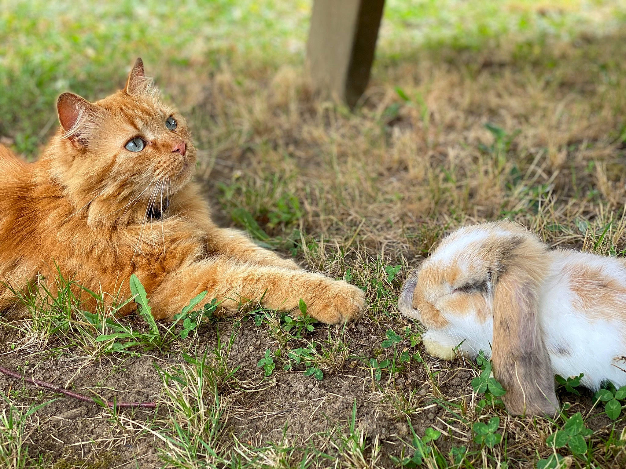 Titoune participe au concours pour gagner de l'argent avec cette photo : carnivore, cat, fawn, felidae, fur, grass, grassland, groundcover, natural_landscape, pasture, plant, prairie, rabbit, small_to_medium_sized_cats, snout, soil, tail, terrestrial_animal, whiskers, wildlife