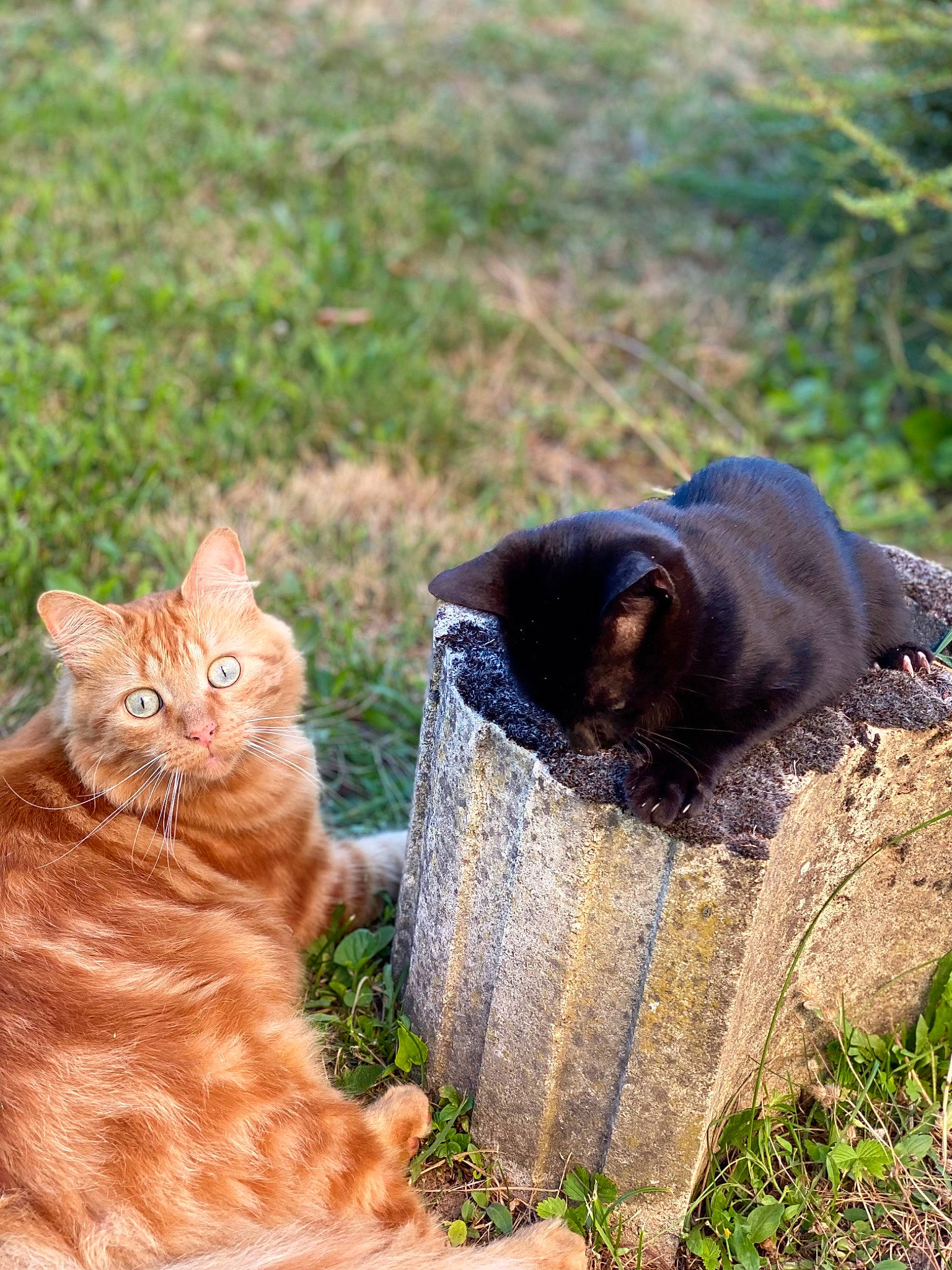Titoune participe au concours pour gagner de l'argent avec cette photo : carnivore, cat, claw, domestic_short_haired_cat, fawn, felidae, fur, grass, groundcover, landscape, plant, sitting, small_to_medium_sized_cats, snout, soil, tail, terrestrial_animal, whiskers, wildlife, wood