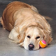 Maya participe au concours pour gagner de l'argent avec cette photo : animal, canine, companion, cute, dog, domestic_animal, floor, fur, golden_retriever, head, indoor, laying, lying_down, mammal, nose, pet, relaxed, resting, sleepy, toy_ball
