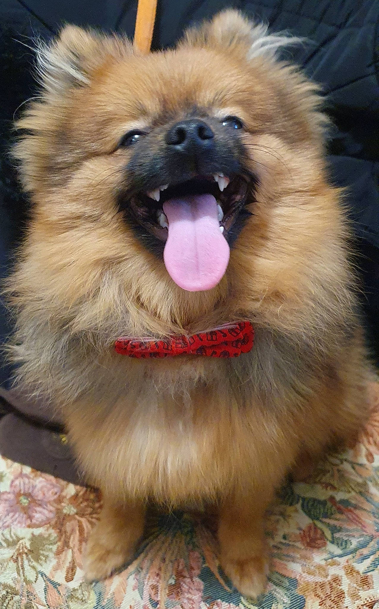 Ulysse a rejoint le concours — aidez-le/la à gagner de superbes lots ! ancient_dog_breeds, canidae, carnivore, collar, companion_dog, dog, dog_breed, fang, fawn, fur, german_spitz, german_spitz_klein, keeshond, shout, snout, spitz, sporting_group, whiskers, working_animal, working_dog