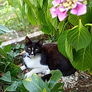 Minette participe au concours pour gagner de l'argent avec cette photo : animal, black_and_white_cat, cat, closeup, daylight, flower, foliage, garden, green_leaves, mammal, nature, outdoor, pet, pink_flower, plants, relaxed, resting, stones, summer, wildlife