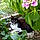 Minette