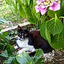 animal, black_and_white_cat, cat, closeup, daylight, flower, foliage, garden, green_leaves, mammal, nature, outdoor, pet, pink_flower, plants, relaxed, resting, stones, summer, wildlife