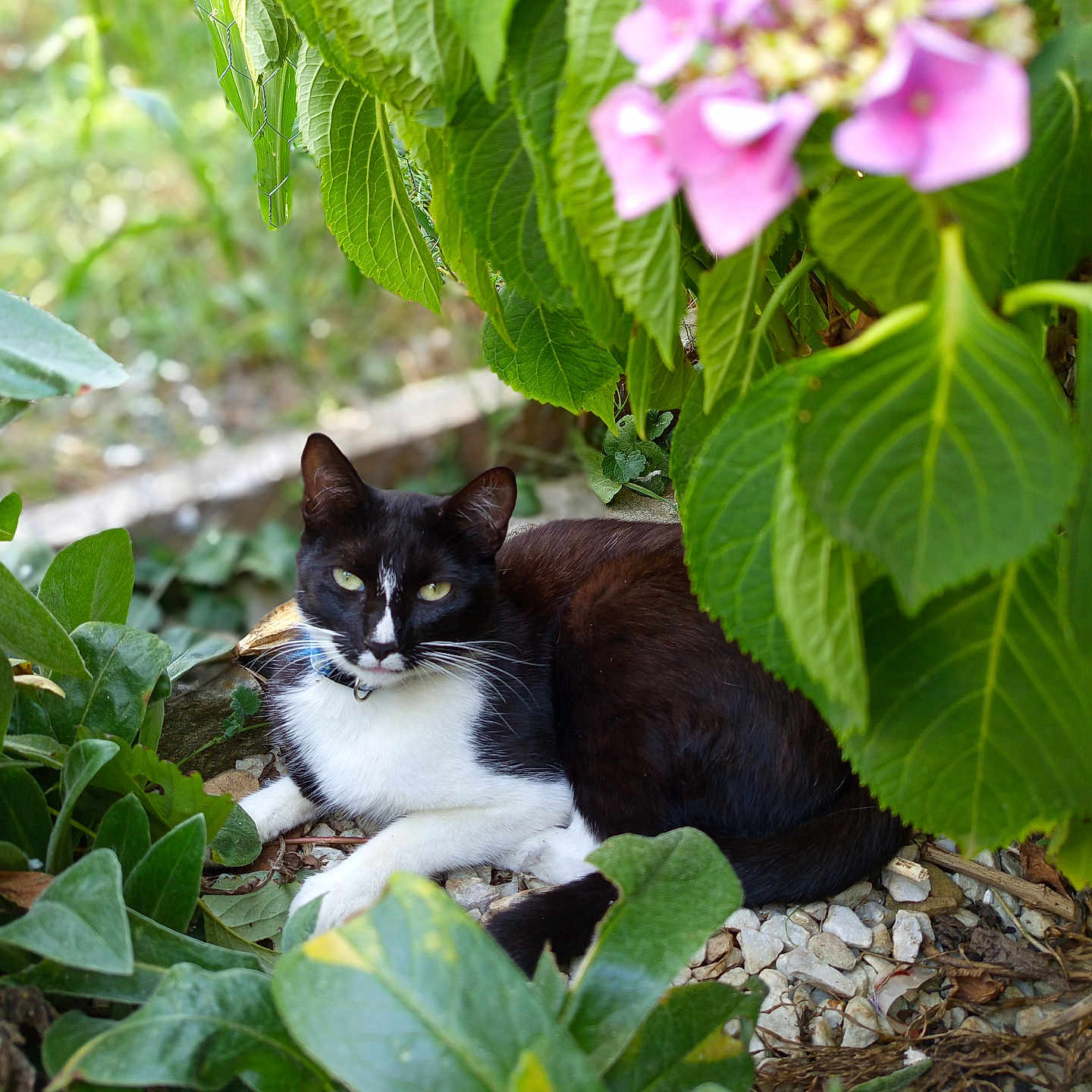 Minette