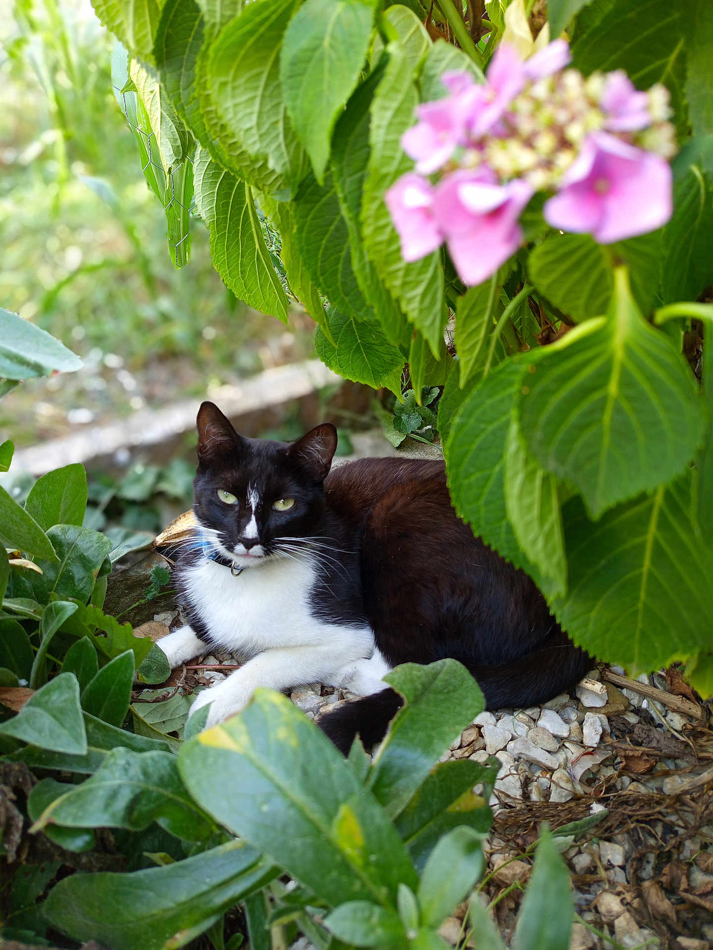 Minette