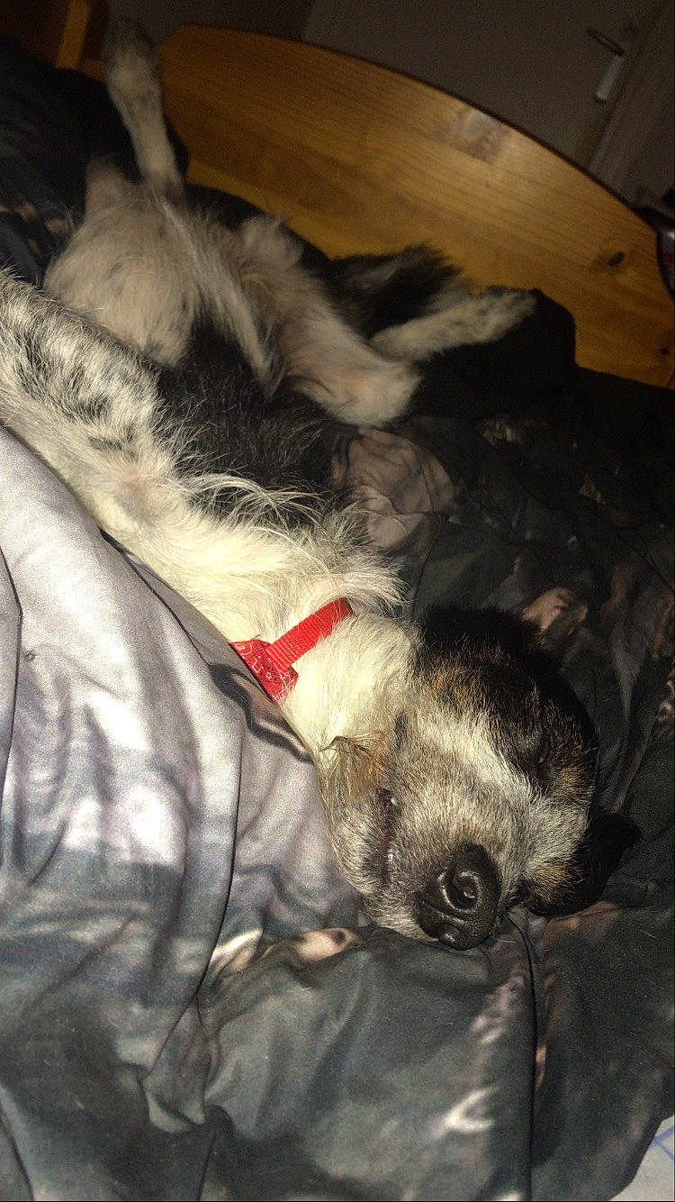 Bandit participe au concours pour gagner de l'argent avec cette photo : canidae, carnivore, collar, companion_dog, dog, dog_breed, dog_collar, dog_supply, fur, leash, pet_supply, snout, sporting_group, working_animal, working_dog