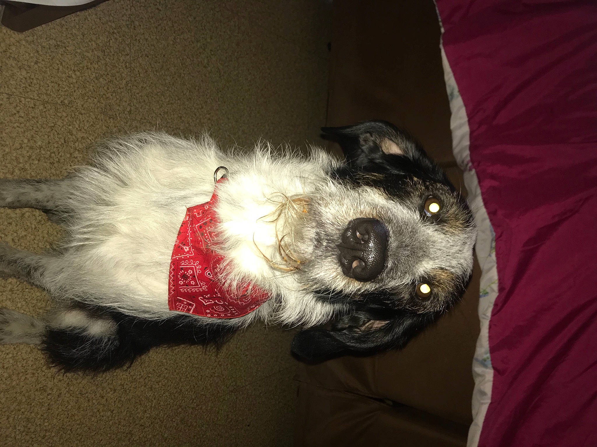 Bandit a rejoint le concours — aidez-le/la à gagner de superbes lots ! canidae, carnivore, collar, companion_dog, dog, dog_breed, dog_clothes, dog_collar, dog_supply, fur, pet_supply, snout, sporting_group, working_animal, working_dog