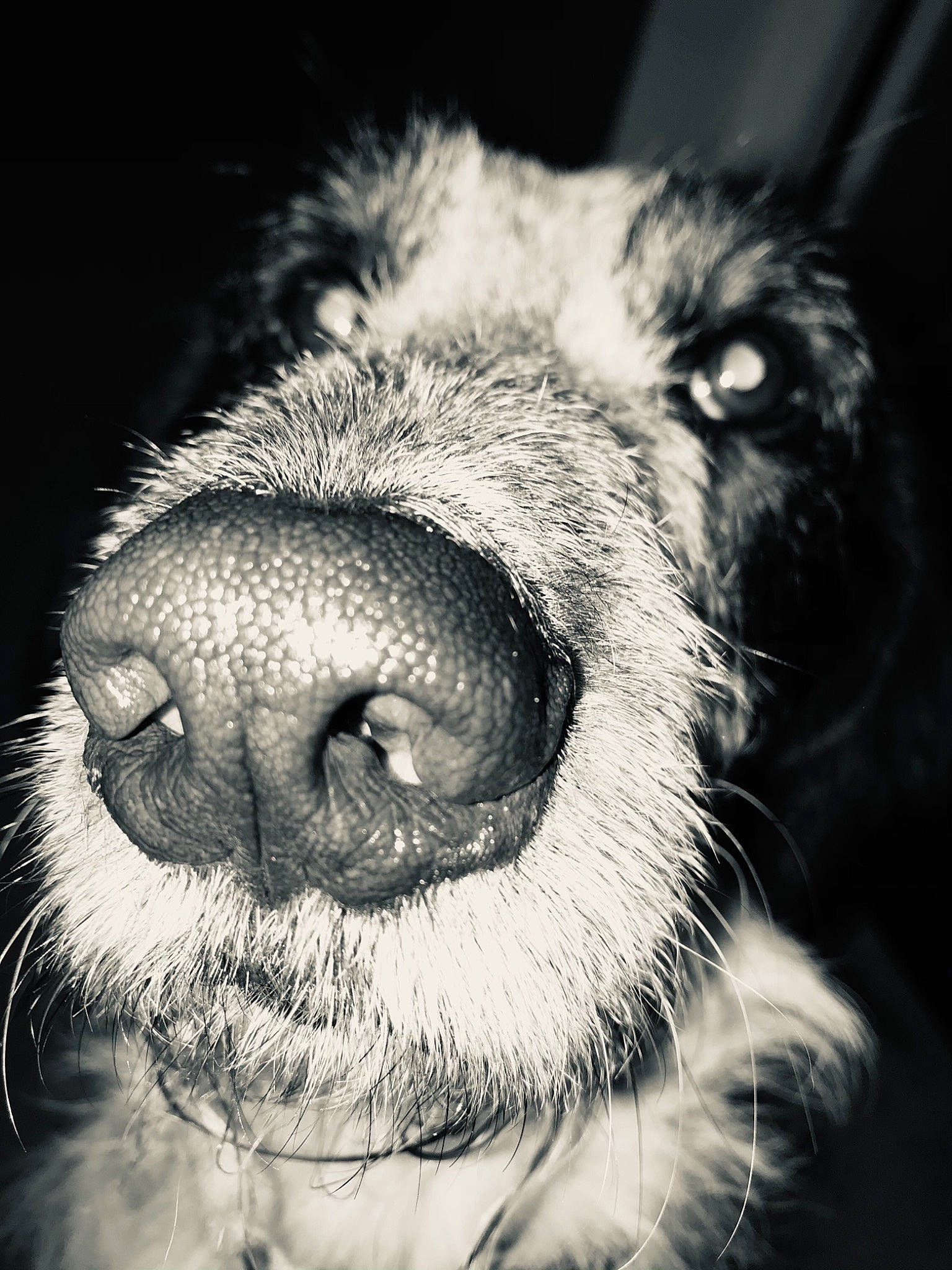 Bandit a rejoint le concours — aidez-le/la à gagner de superbes lots ! black, black_and_white, carnivore, close_up, companion_dog, dog, dog_breed, fur, grey, iris, monochrome, monochrome_photography, organ, photography, snout, sporting_group, style, vertebrate, whiskers, working_animal