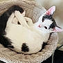 Loki is registered to the contest to win money with this photo: cat, pet, animal, feline, white, black, curled_up, resting, bed, cozy, ears, whiskers, furry, cute, indoor, looking, soft, relaxed, domestic, comfortable