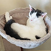Loki is registered to the contest to win money with this photo: cat, black_and_white, pet, sleeping, cozy, plush_bed, feline, indoor, resting, cute, animal, fur, whiskers, ears, tail, relaxing, soft_texture, cat_tree, comfortable, peaceful