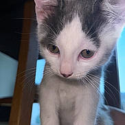 Loki joined the competition — help win amazing prizes! kitten, cat, pet, animal, fur, white, gray, whiskers, floor, wooden_floor, indoor, curious, close_up, young, small, paws, ears, eyes, cute, domestic