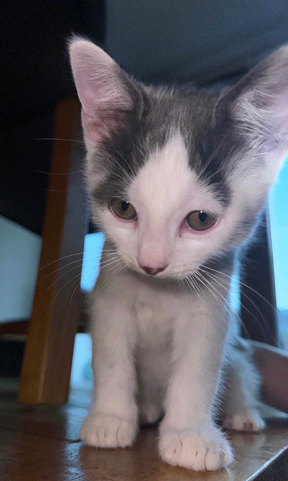 Loki