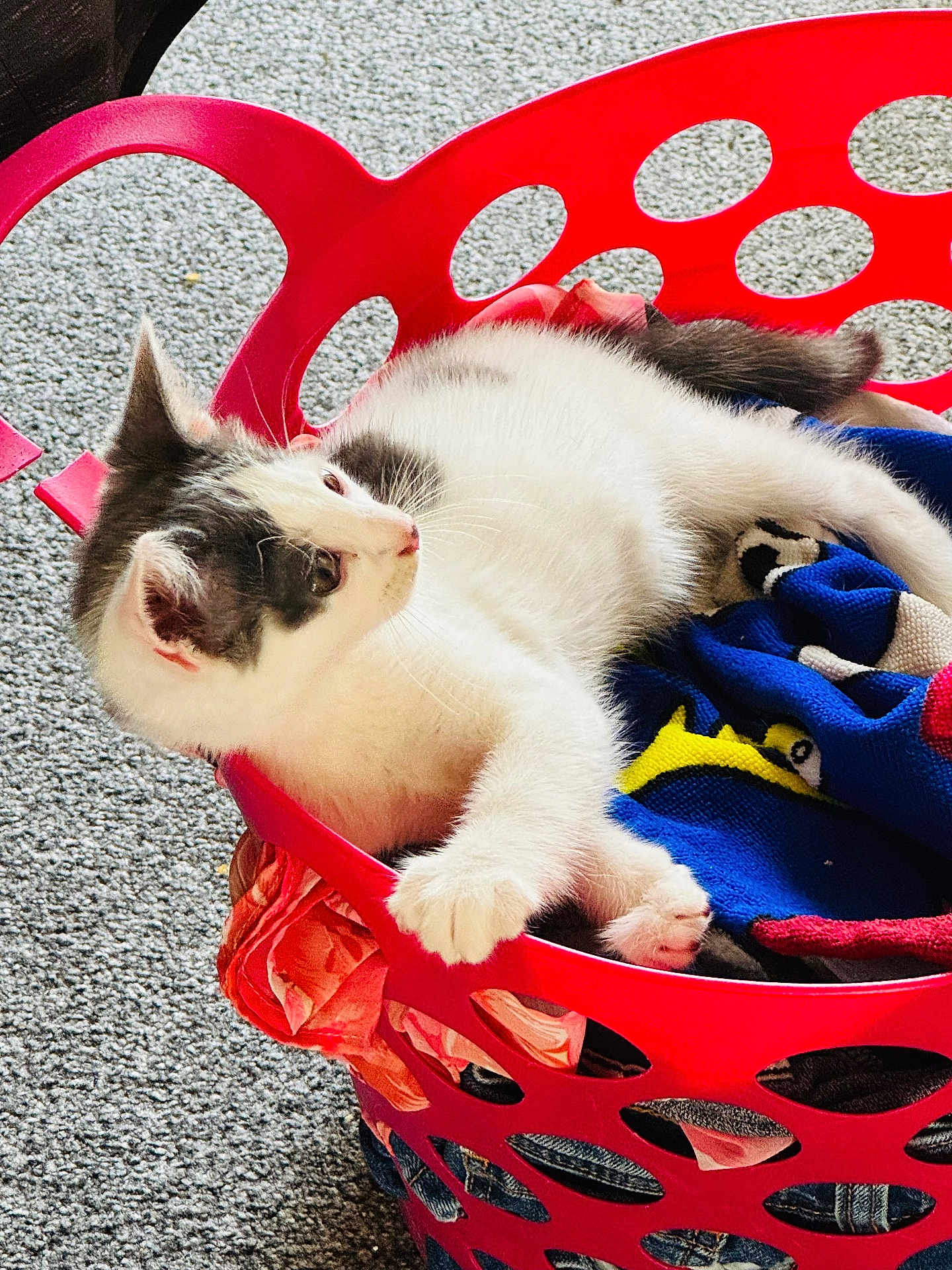 Loki