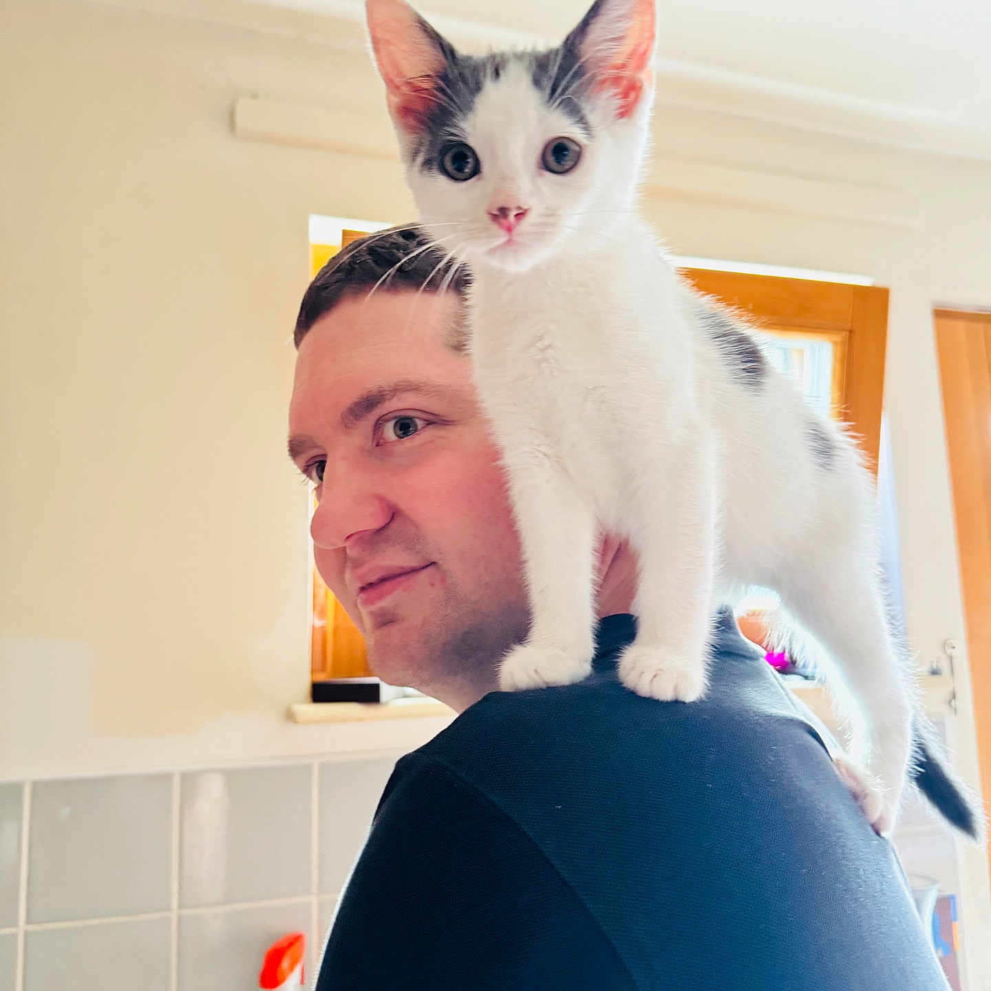 Loki joined the competition — help win amazing prizes! animal, black_shirt, cat, curious, cute, domestic, face, gray_spots, human, indoor, kitchen, kitten, man, natural_light, pet, portrait, shoulder, tile_wall, white_cat, window