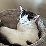 Loki is registered to the contest to win money with this photo: cat, sleeping, pet, feline, cozy, bed, fur, resting, indoor, animal, cute, whiskers, ears, relaxed, soft, comfort, domestic, nap, quiet, peaceful