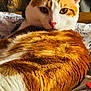 cat, orange_cat, white_cat, pet, animal, feline, fur, closeup, resting, relaxed, indoor, blanket, pattern, sunlight, soft_light, cute, whiskers, ears, nose, sleepy