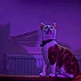 cat, orange_and_white_cat, indoor, purple_lighting, shadow, collar, pet, feline, animal, sitting, ledge, wall, radiator, domestic_cat, looking_up, fur, cute, companion, house_pet, mysterious_lighting