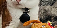 Chewbacca is registered to the contest to win money with this photo: cat, orange_and_white_cat, plush_toy, grinch, blanket, indoor, pet, animal, feline, cozy, soft_toy, relaxed, cute, whiskers, collar, bell, paws, fur, toy, resting