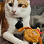 cat, orange_and_white_cat, plush_toy, grinch, blanket, indoor, pet, animal, feline, cozy, soft_toy, relaxed, cute, whiskers, collar, bell, paws, fur, toy, resting