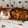 Chewbacca is registered to the contest to win money with this photo: animal, blanket, cat, closeup, comfort, cozy, cute, domestic_cat, feline, fur, ginger_cat, indoor, mammal, peaceful, pet, relaxation, resting, sleeping, star_pattern, white_fur