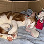 cat, sleeping, cardboard_box, blanket, stuffed_toy, orange_and_white, cozy, indoor, pet, cute, animal, resting, soft_texture, toy, domestic_cat, pink_paw_pads, feline, relaxed, napping, cuddle