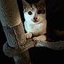 cat, scratching_post, animal, feline, pet, white, orange, fur, claws, curious, eyes, indoor, dark_background, soft_light, closeup, cute, portrait, paw, whiskers, sitting